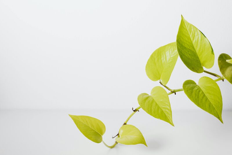 Pothos Yellow Leaves: 7 Causes I've Diagnosed and Exactly How to Fix Each