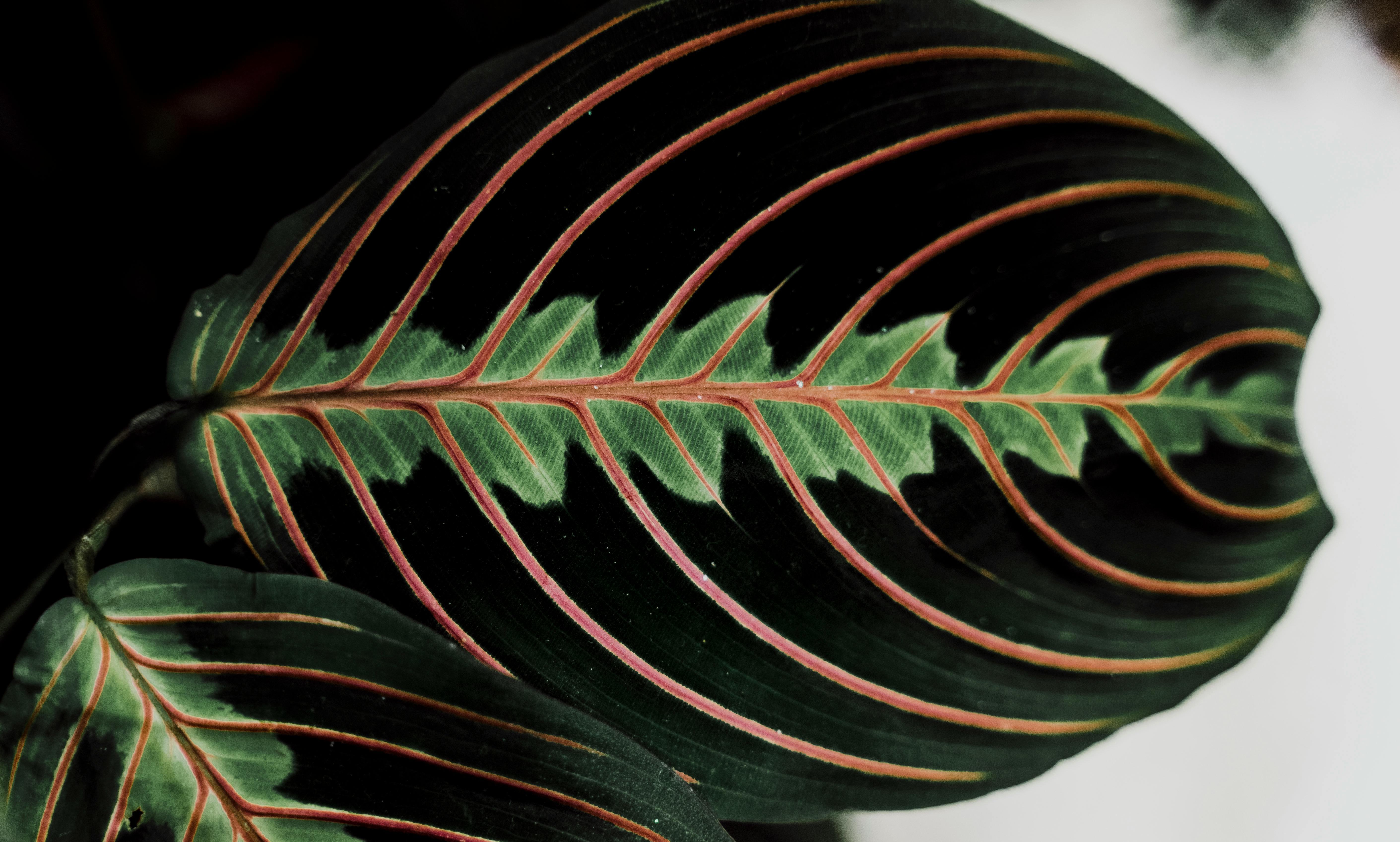 Prayer Plant Care: Keep Maranta Moving and Edges Green