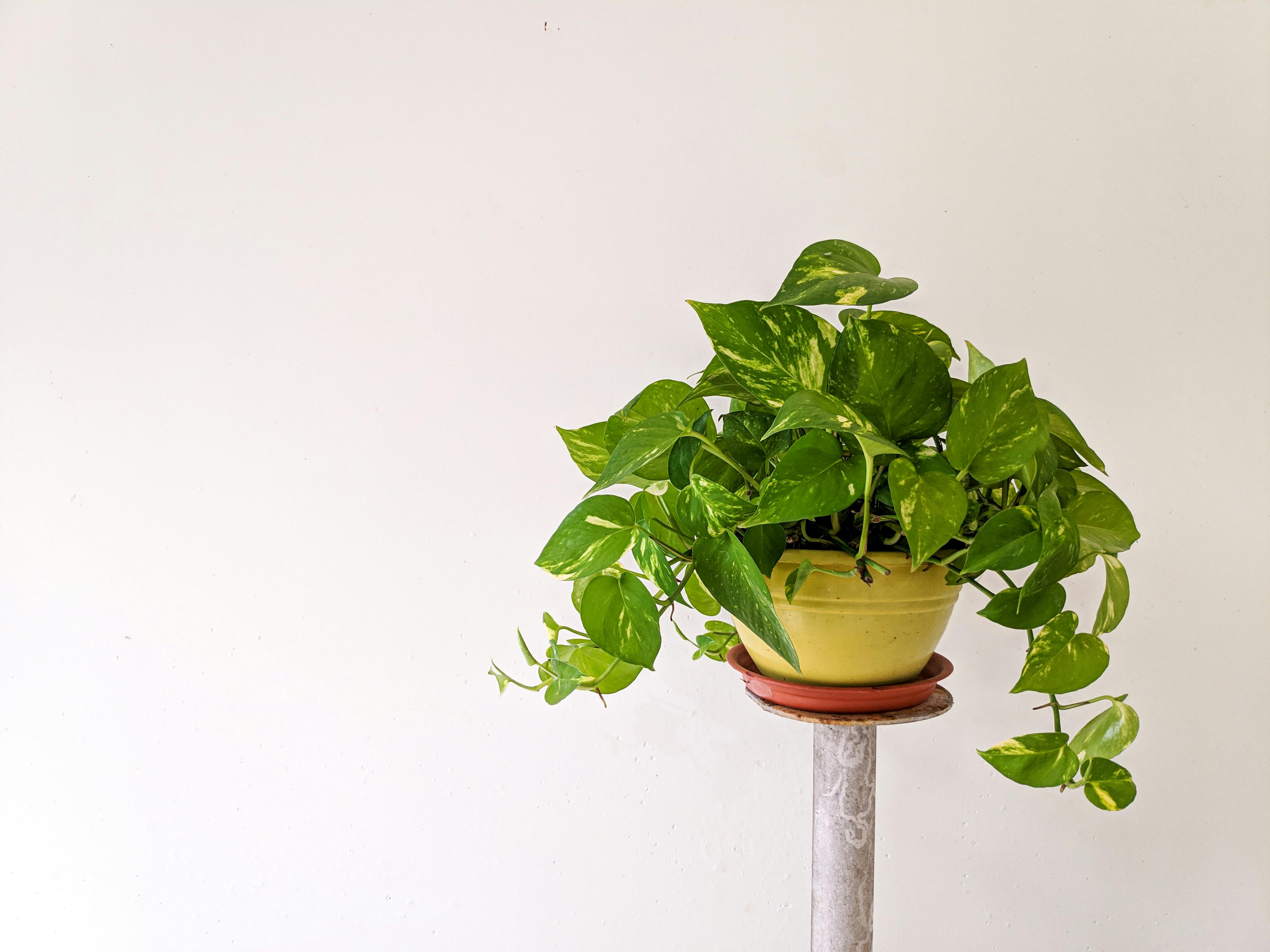 Propagate Pothos Step Guide