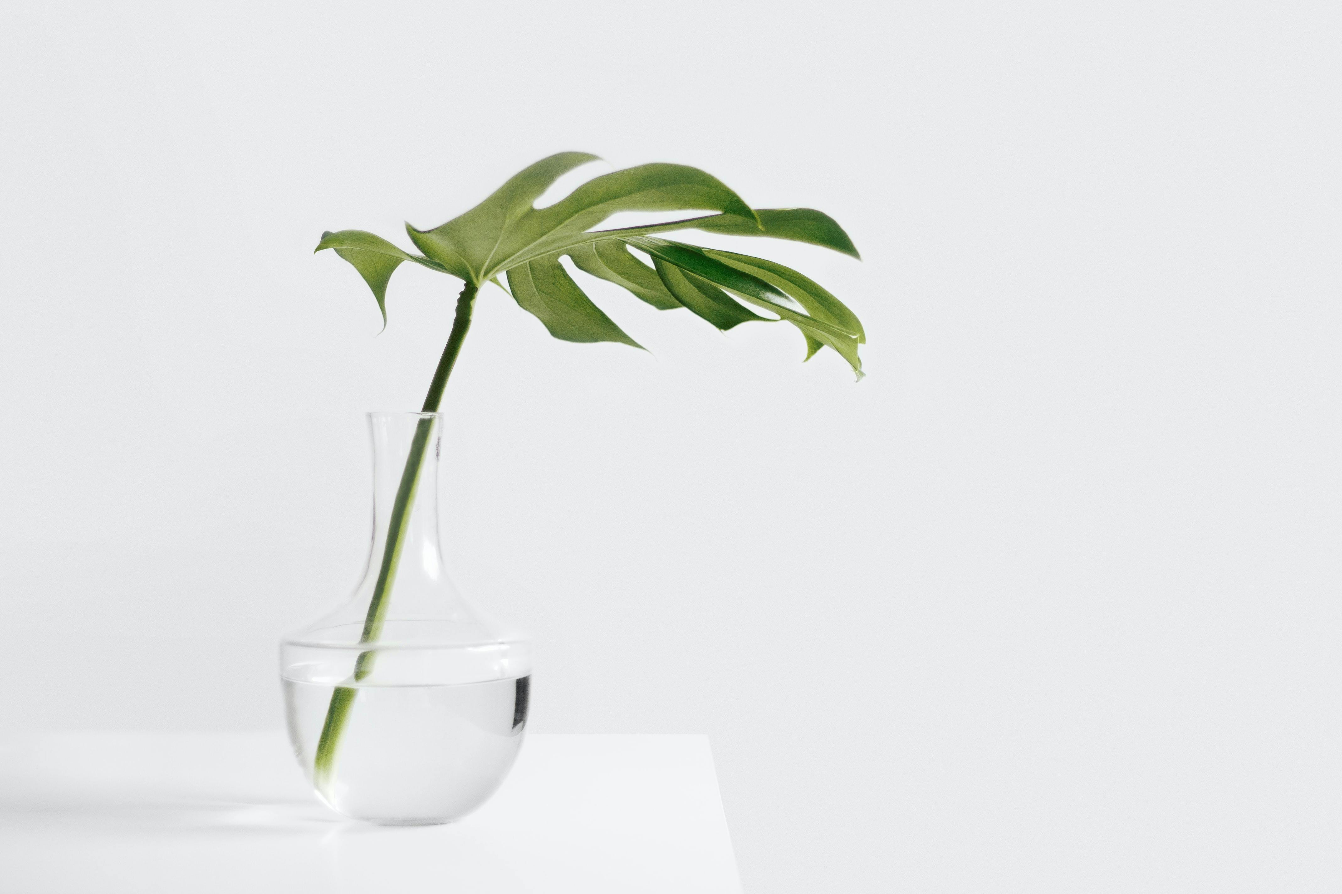Propagating Monstera in Water vs. Soil: Which Wins?
