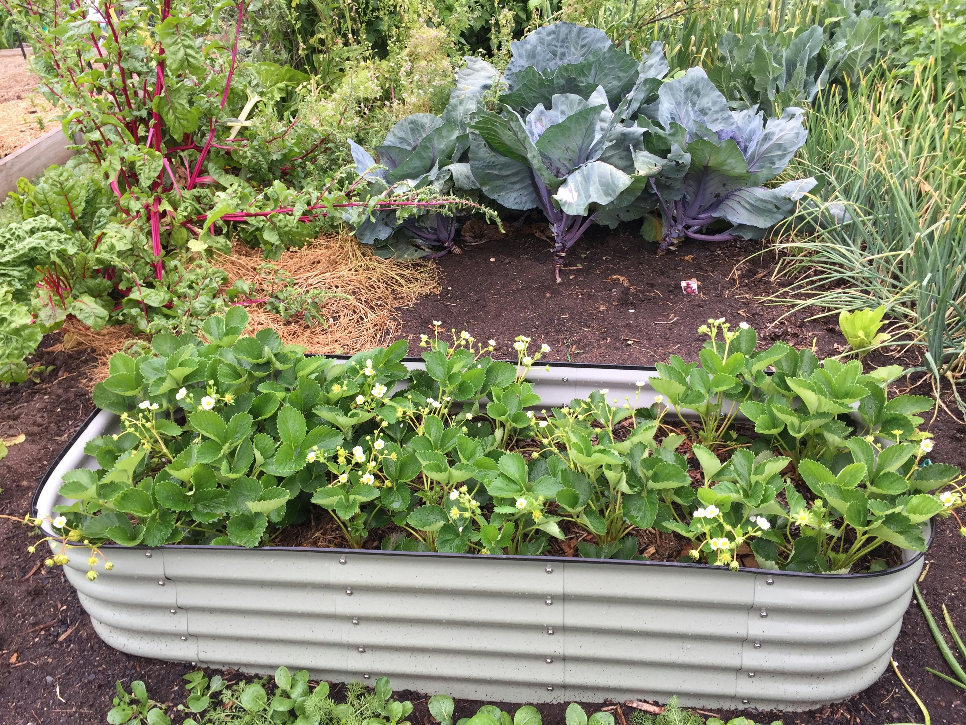 Raised Bed Gardening for Beginners: Build and Plant Your First Bed