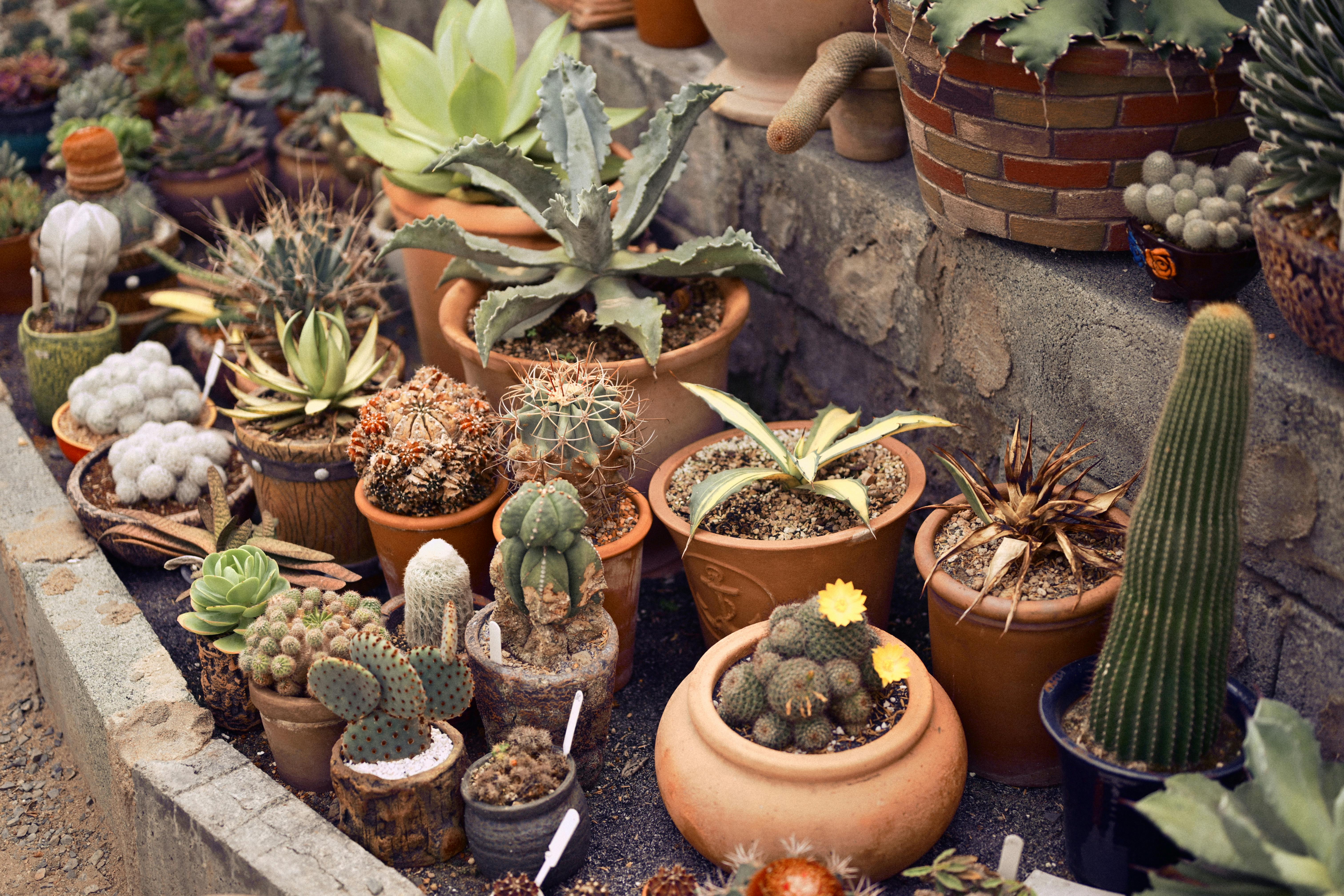 Rare Houseplants Worth Growing: Unique Varieties That Aren't Hard