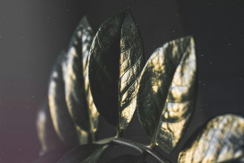 Raven ZZ vs Regular ZZ Plant: Care Differences, Growth Rate, and Cost Comparison