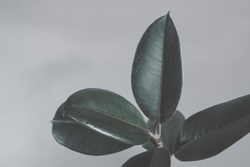 Rubber Plant (Ficus elastica) Care: My 4-Year Journey From 12" to Ceiling-High