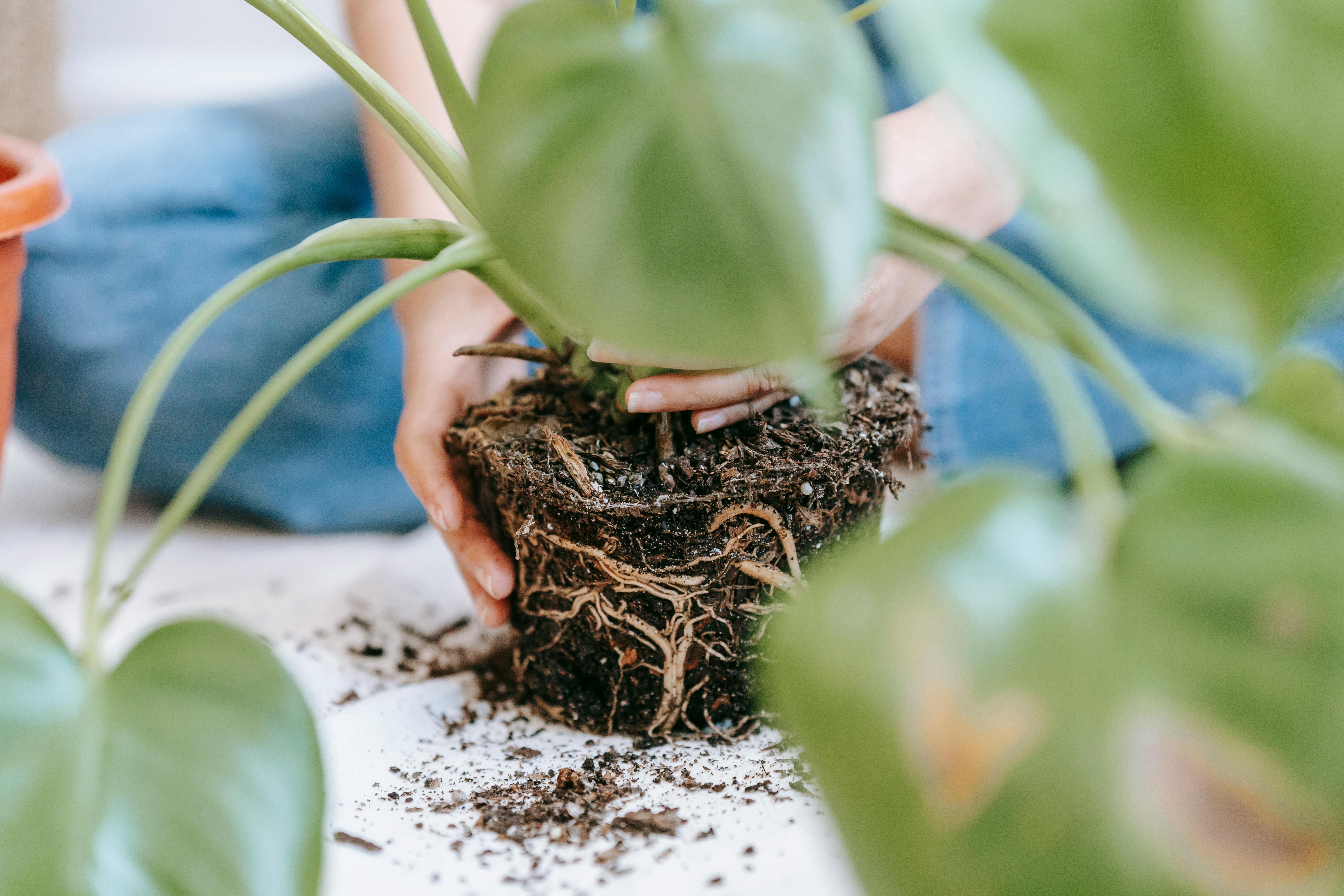 Signs Your Plant Needs Repotting
