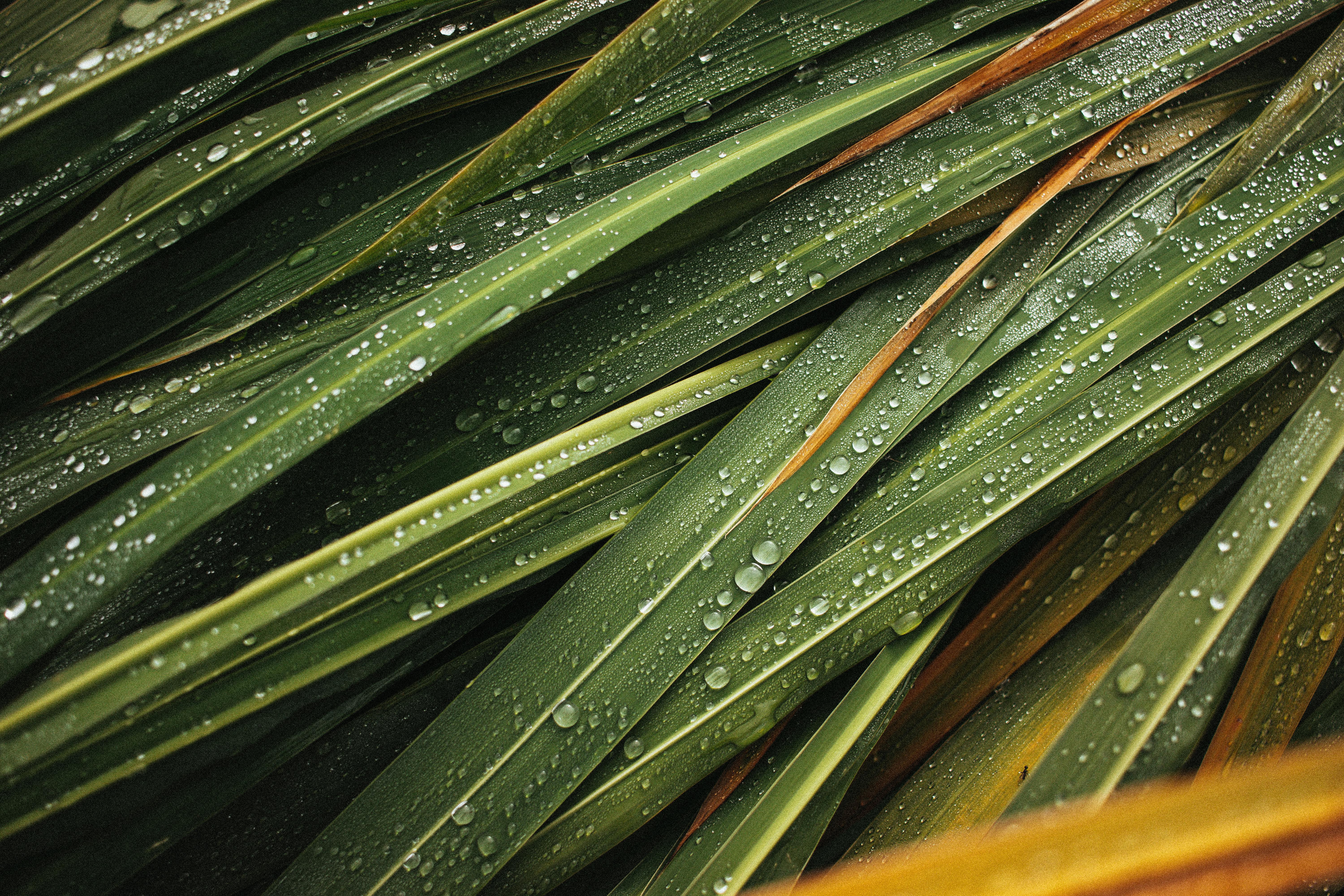 Snake Plant Watering Schedule