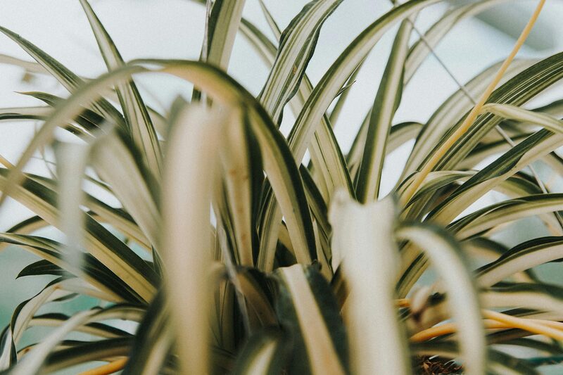 Spider Plant Variegation Reverting: Why It Happens and How to Restore the Stripes