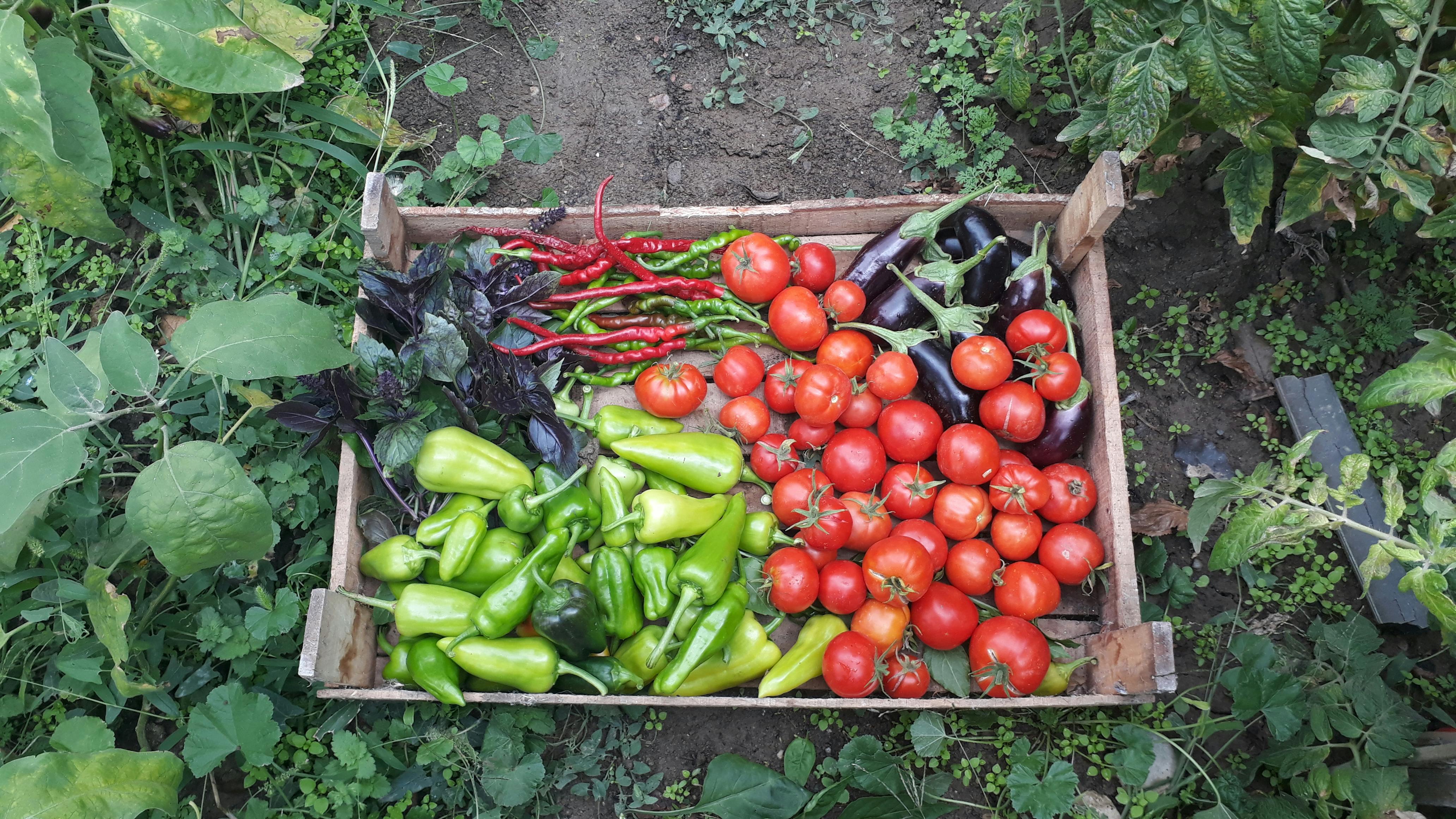 Square Foot Gardening: High-Yield Vegetables in Small Space