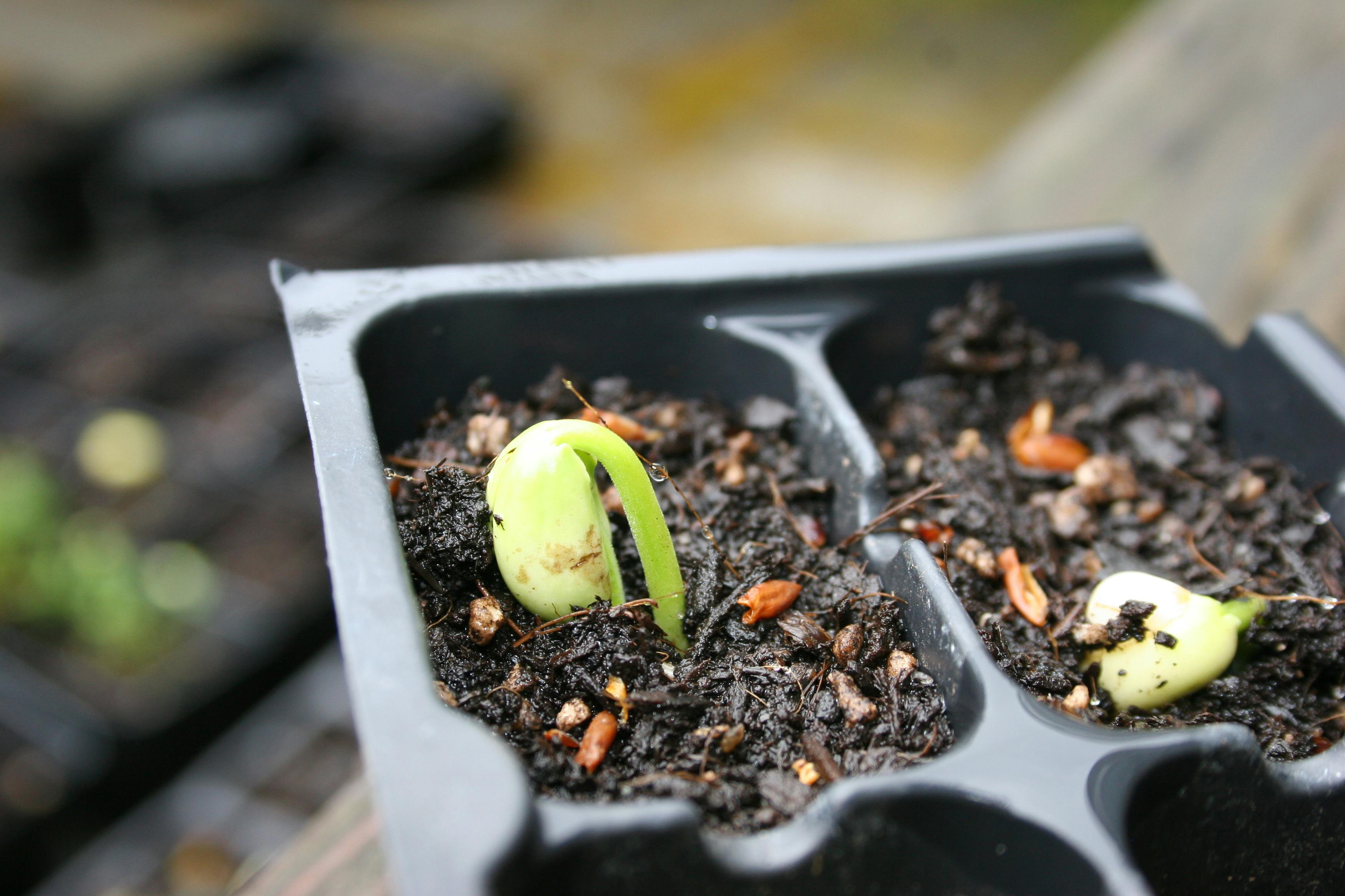 Starting Seeds Indoors: Get a Head Start on the Season