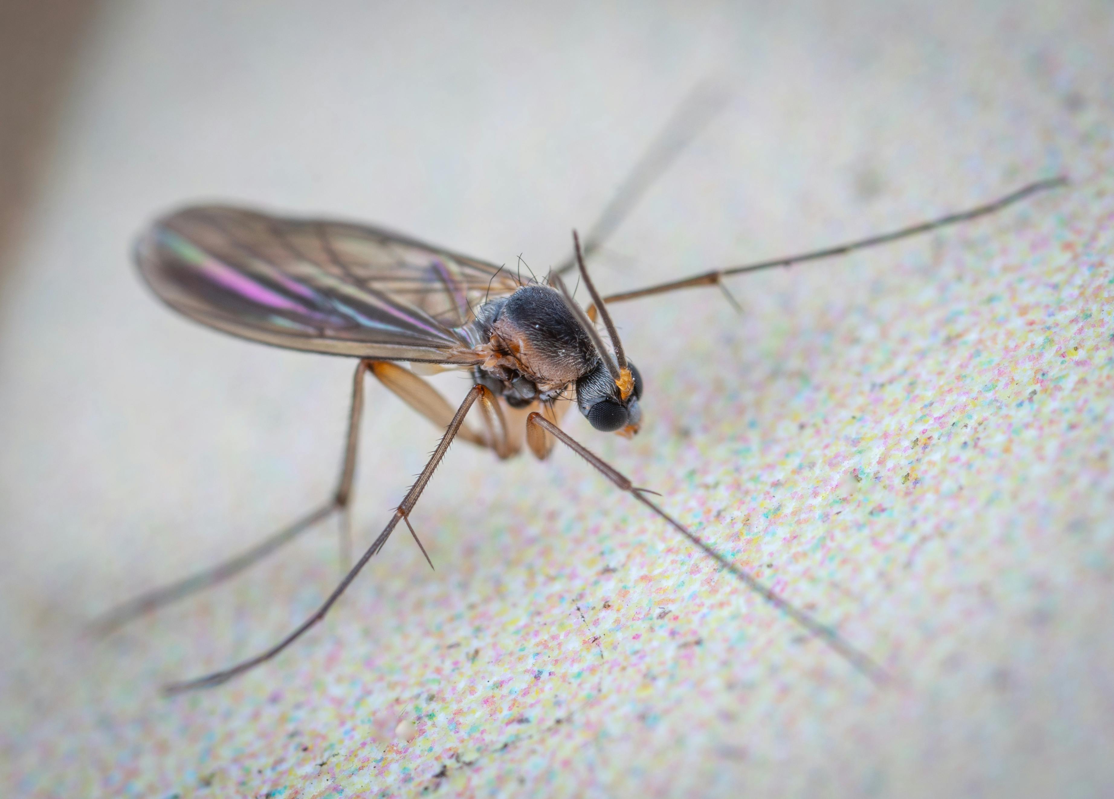 Stop Fungus Gnats Fast