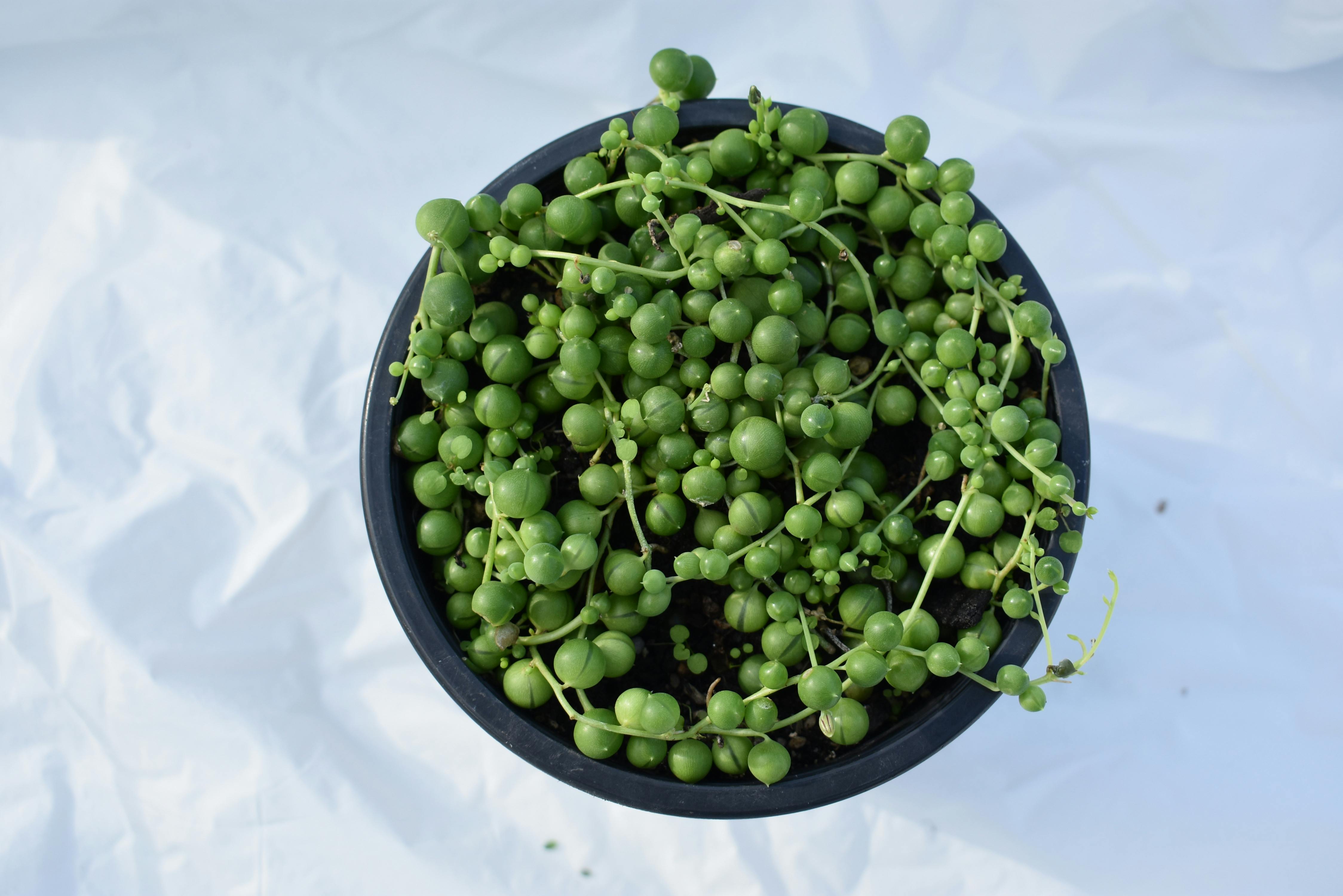 String of Pearls Care: How to Prevent Shriveling and Root Rot