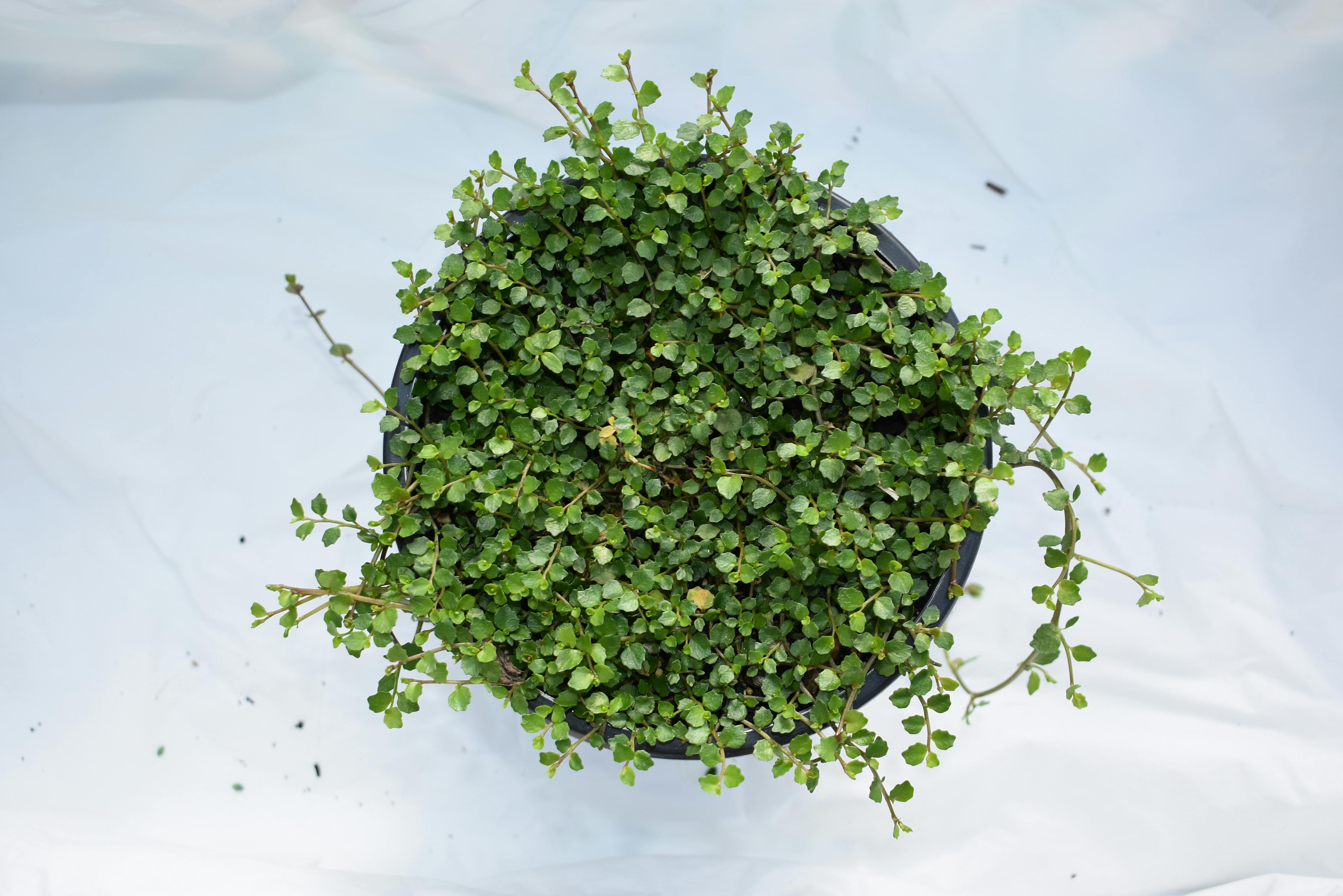 String of Pearls Care: Stop Shriveling and Keep It Trailing