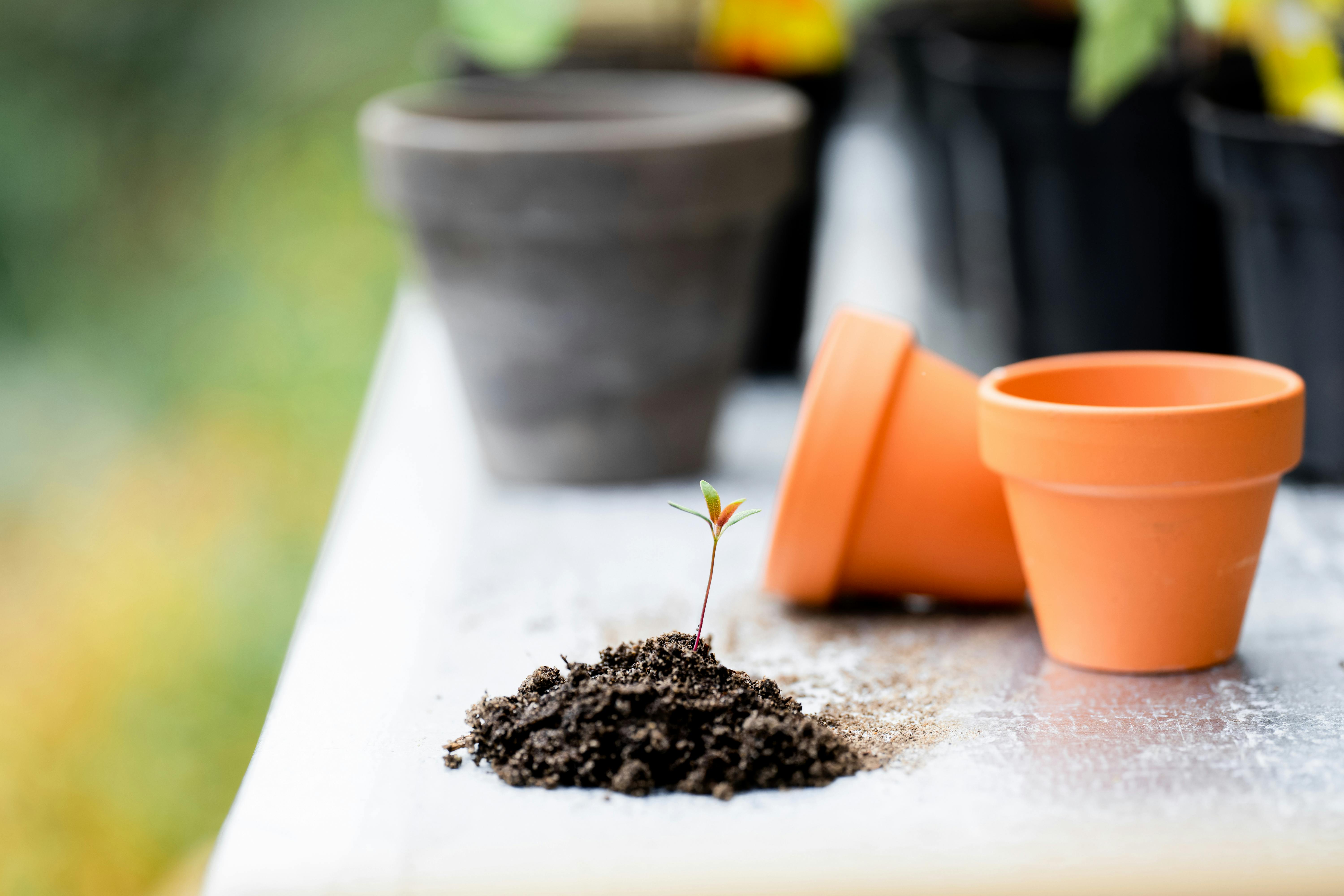 Terracotta vs Plastic Pots: Which Is Better?