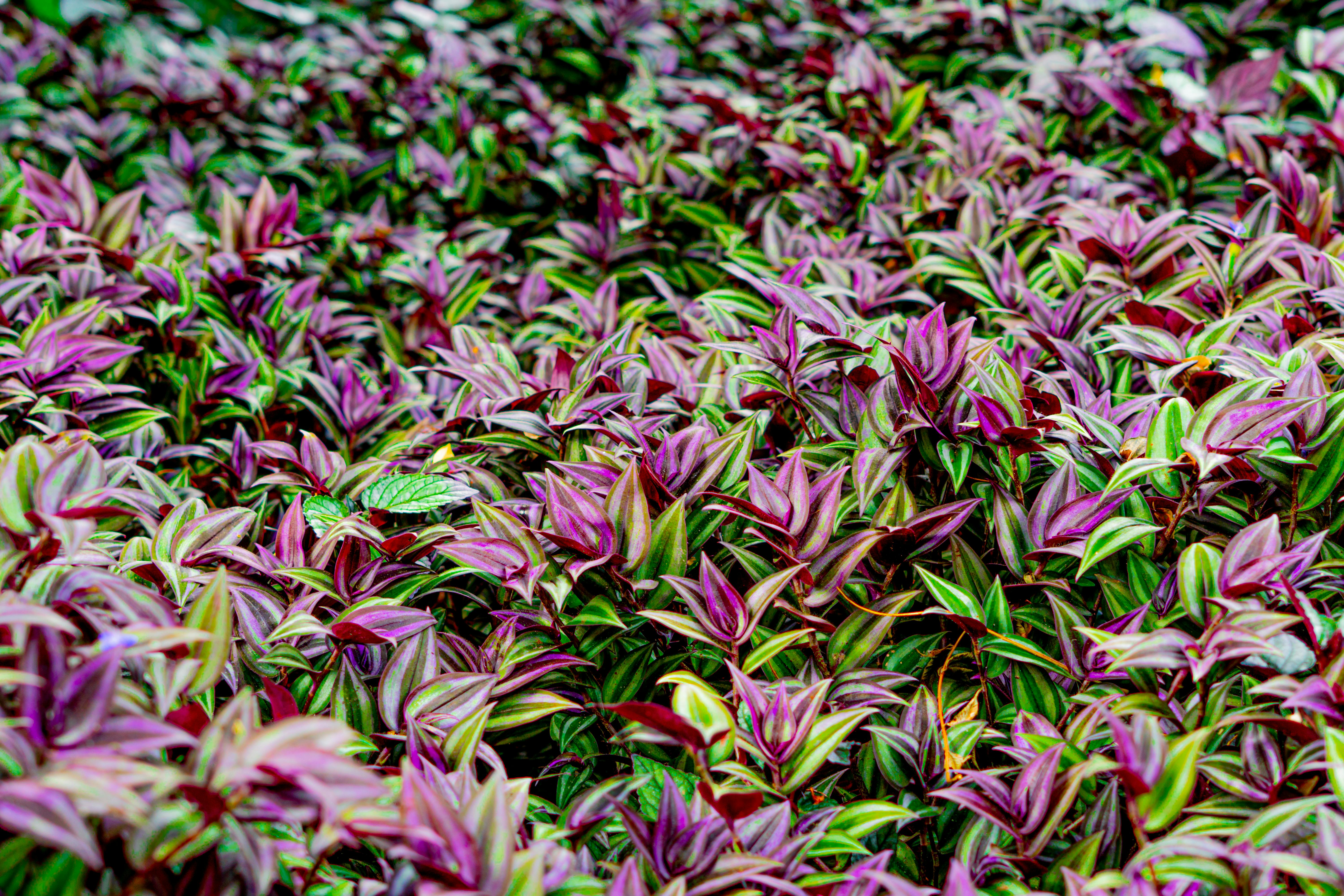 Tradescantia Care: Grow Spiderwort as a Trailing Houseplant