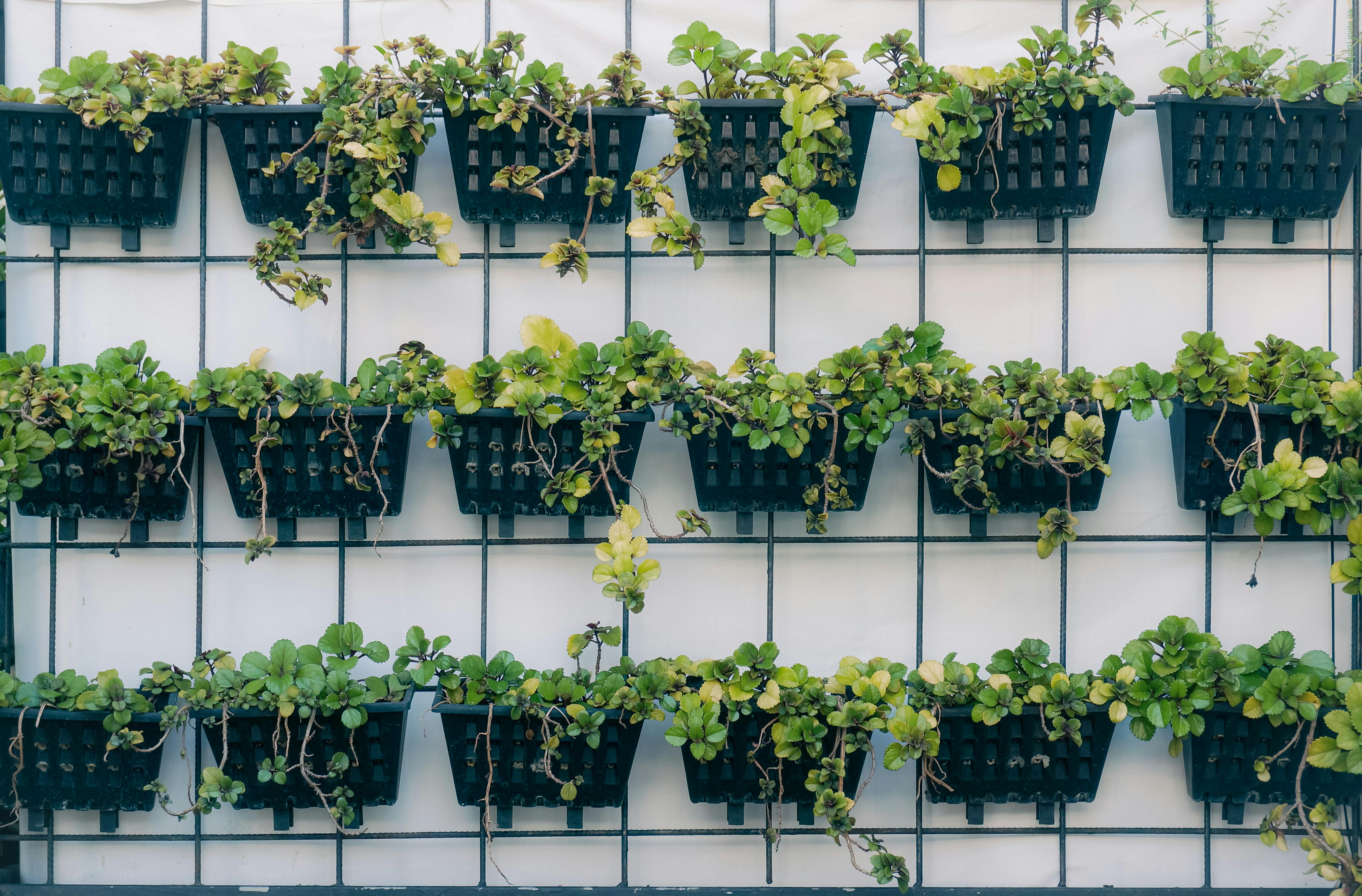 Vertical Garden Ideas: Grow More Plants in Limited Space