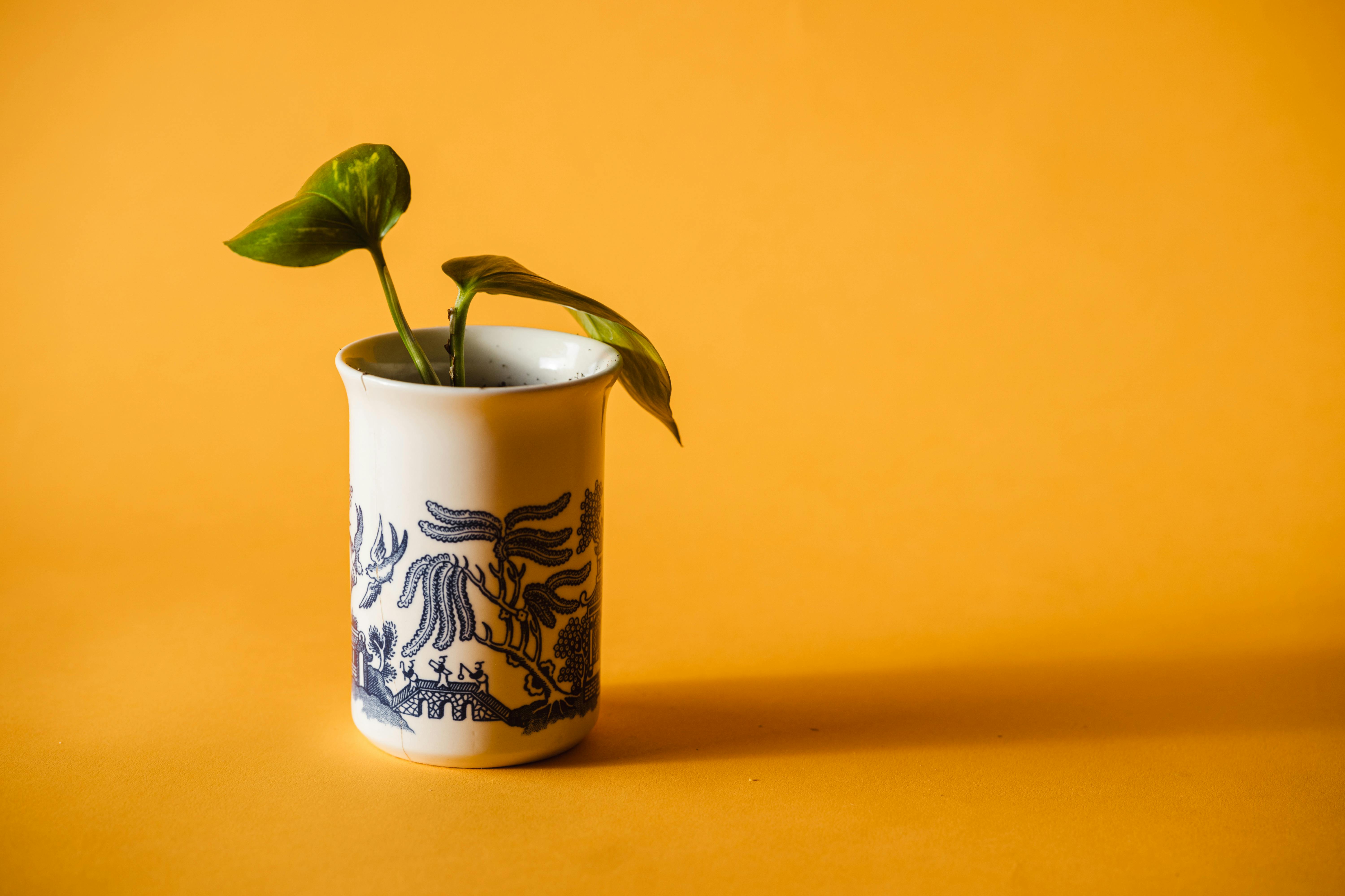 Why Are My Pothos Leaves Small? Causes and Fixes