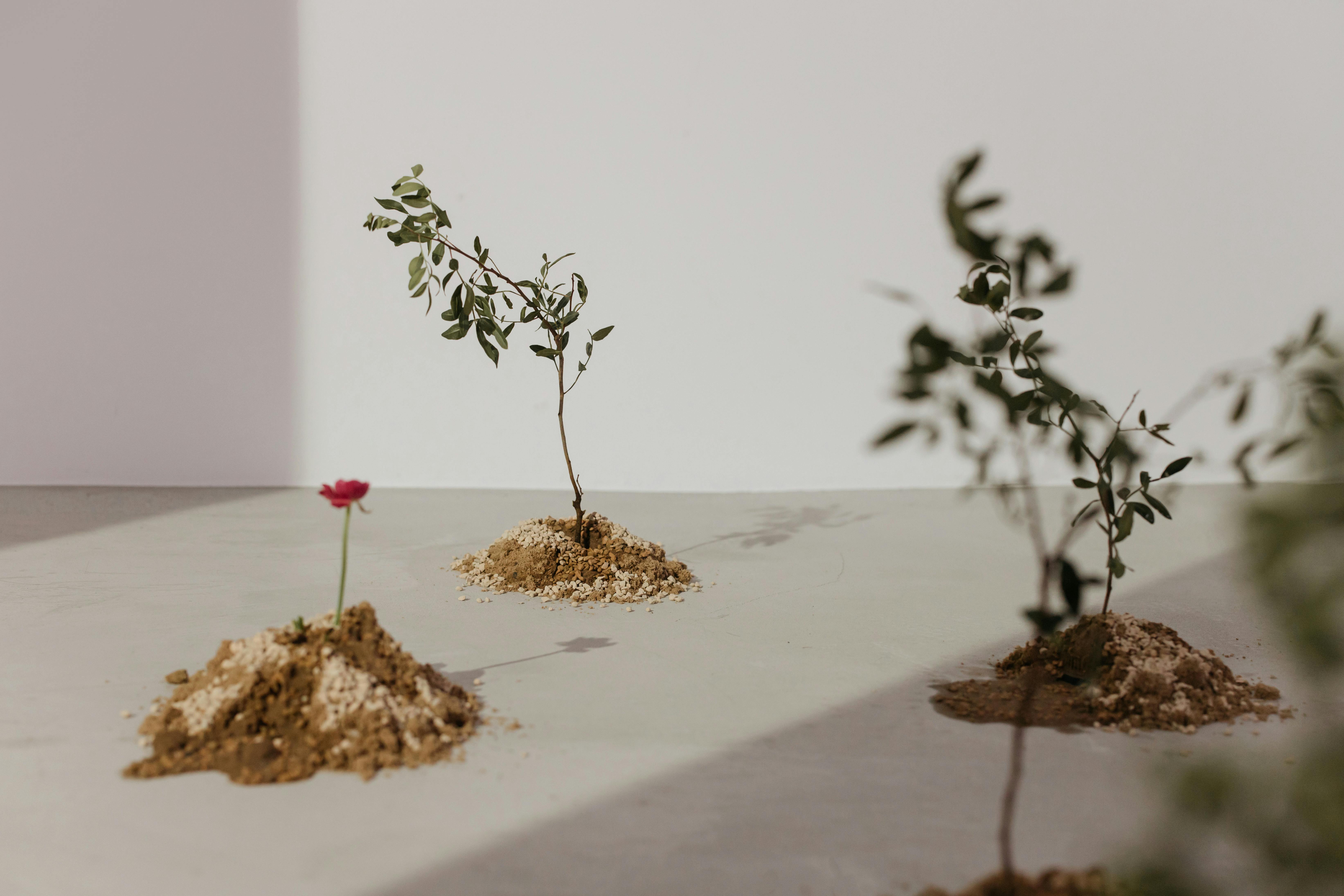 Why Is My Plant Not Growing? 7 Evidence-Based Reasons
