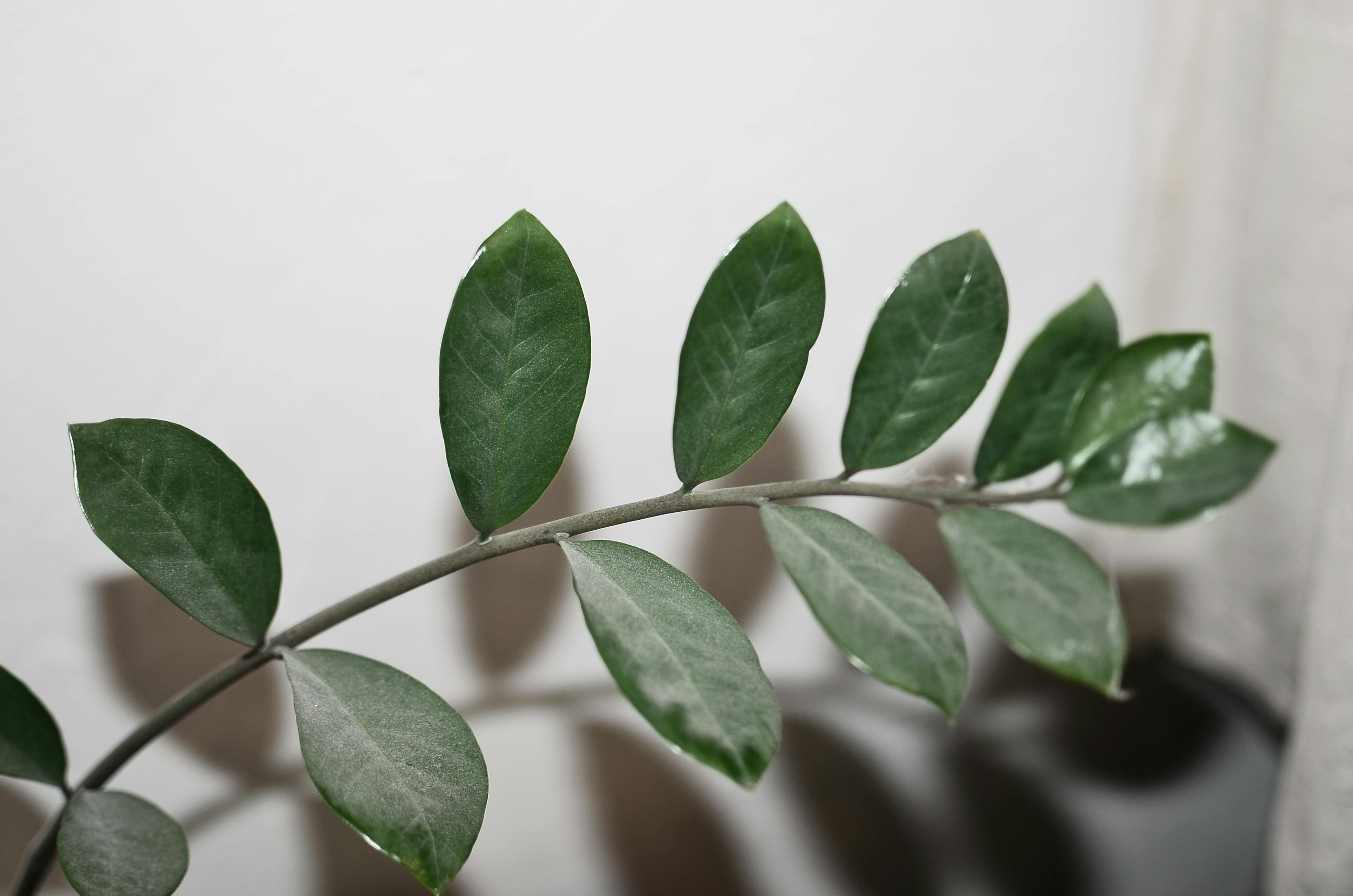 Winter Houseplant Care Tips