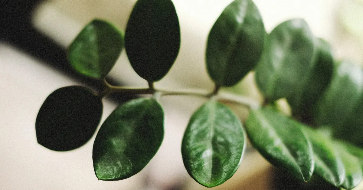 Glossy green ZZ plant leaflets reaching toward soft indoor light